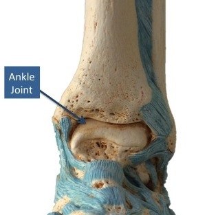 The ankle joint bone