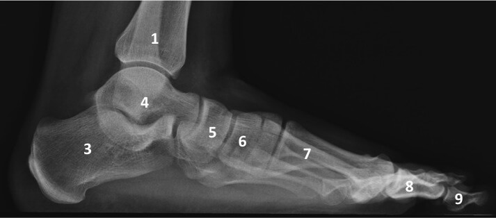The foot and ankle as seen from the side
