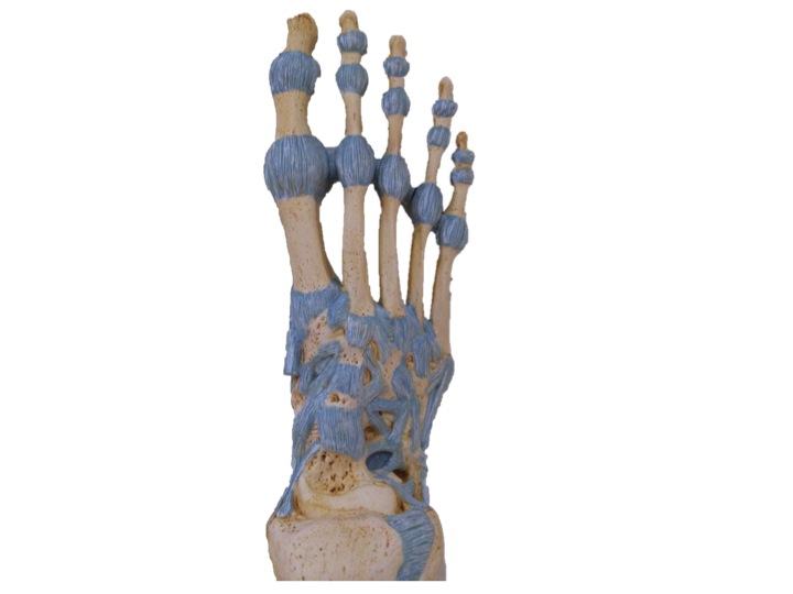 The foot as viewed from above, the structures in blue represent ligaments and joint capsules which hold bones together