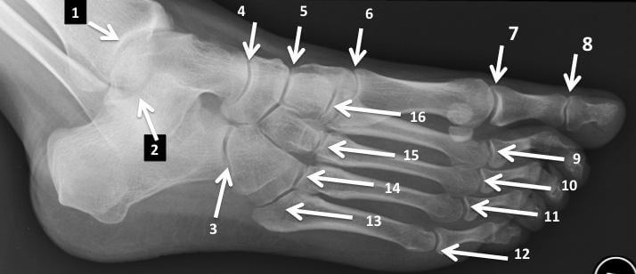 The joints of the foot and ankle as seen from an oblique angle