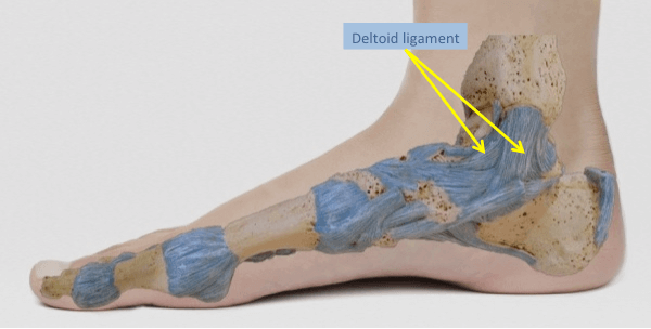 Medial aspect of foot and ankle illustrating the site of the deltoid ligament