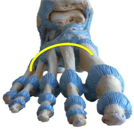 The transverse arch of the foot